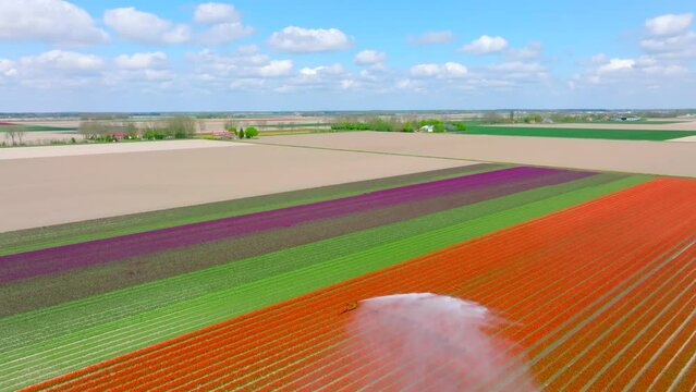 Irrigation pivot gun machine spraying water on a Tulip field during a dry and sunny spring day.