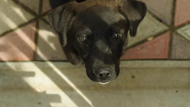 Close-up of a cute black puppy raising his head and looking at the camera. In slow motion. A beautiful puppy with no breed in the backyard