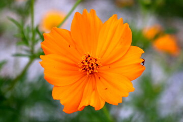orange flower in the garden
