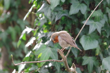 Robin on a branch