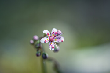 gros plan d'une petite fleur Saxifraga hirsuta