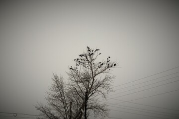Winter, a large flock of crows on a tree