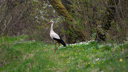 White stork near the river Bečva in Valašské Meziříčí