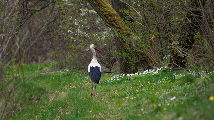 White stork near the river Bečva in Valašské Meziříčí