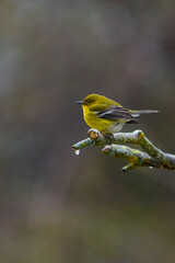 Pine Warbler Perched In Tree-4661