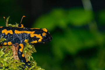 Black and yellow Fire Salamander on moss with focus on the head, also called salamandra salamandra