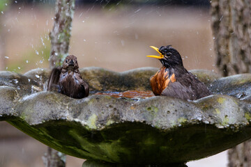 Two Birds Splashing About In Birdbath-5699