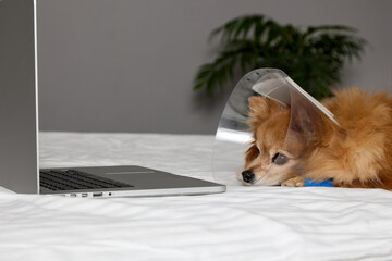 Fluffy little dog in a veterinary collar after surgery with a bandaged paw looks at a laptop. Sad eyes stare at the screen of a spitz laptop in a veterinary cone after an IV