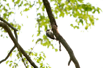 Woodpecker in Tree Eating Bugs