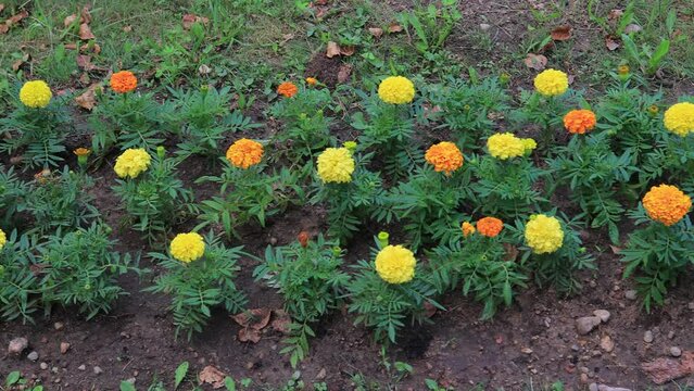 Yellow and red flowers in the park on a summer day	