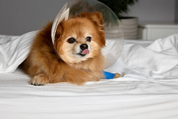 A funny little Spitz with a bandaged paw and a protective plastic cone around his neck tries to...