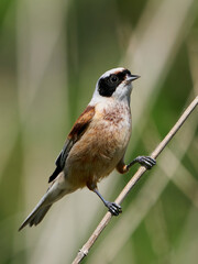 European penduline tit (Remiz pendulinus)