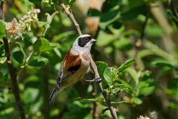 European penduline tit (Remiz pendulinus)