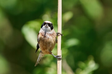 Naklejka premium European penduline tit (Remiz pendulinus)
