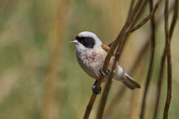 Fototapeta premium European penduline tit (Remiz pendulinus)