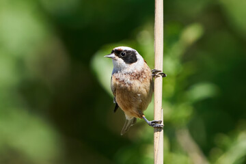 European penduline tit (Remiz pendulinus)