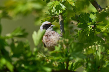 European penduline tit (Remiz pendulinus)