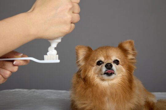 A funny red dog with a protruding tongue closely watches as the hostess squeezes out toothpaste to clean the dog's teeth. A small spitz is ready for the procedure of brushing his teeth