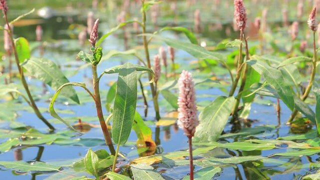 Pink Persicaria flowers on the water in a pond on a summer day	