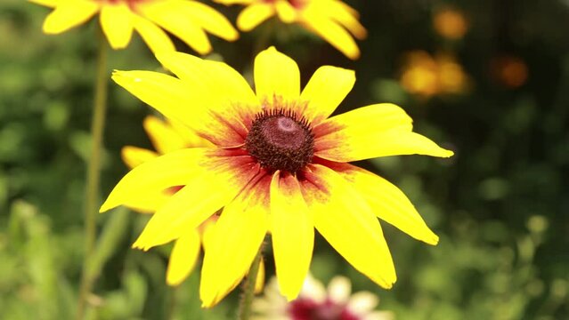Yellow and red flowers in the park on a summer day	