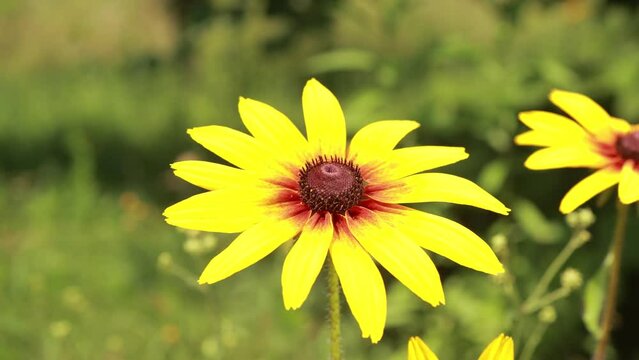 Yellow and red flowers in the park on a summer day	