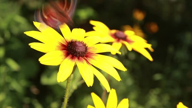 Yellow and red flowers in the park on a summer day	