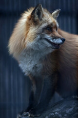 close up portrait of cute red fox