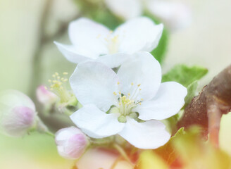 Fototapeta na wymiar Blossoming apple tree branches in spring. Beautiful spring background.