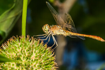 dragonfly 109