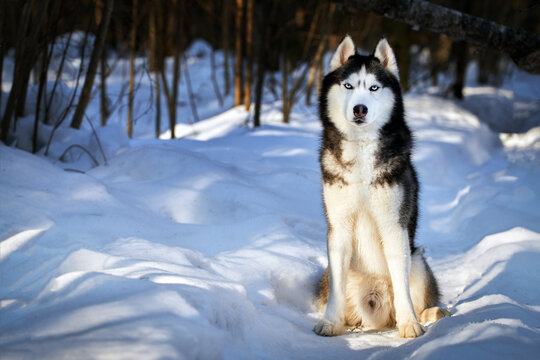Portrait cute siberian husky dog in sunny evining forest, copy space.