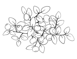 Blueberry branch. Top view. Hand made vector illustration