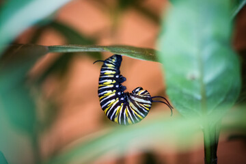 Monarch Butterfly 