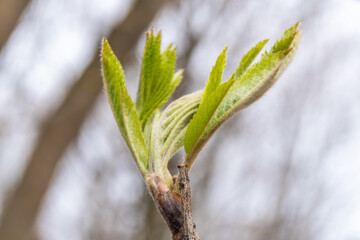 Russia. May 2, 2022. Young leaves of mountain ash in parks and squares of Kronstadt.
