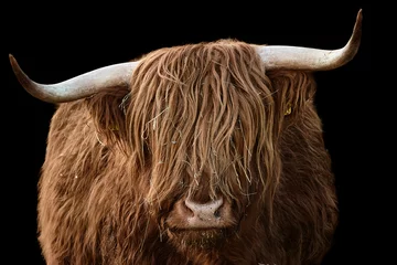 Papier Peint photo Lavable Highlander écossais Tête cornue d& 39 un Highland Cattle brun isolé sur fond noir