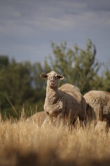 Fototapeta premium Sheep in a meadow