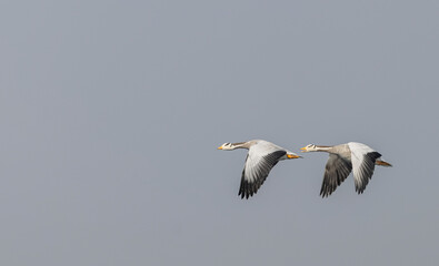 Bar-headed goose duck (Anser indicus) flying in sky.