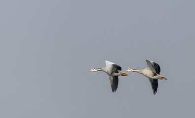 Bar-headed goose duck (Anser indicus) in jungle dueing winter migration.