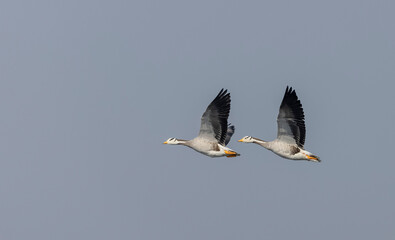 Obraz premium Bar-headed goose duck (Anser indicus) in jungle dueing winter migration.