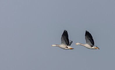 Bar-headed goose duck (Anser indicus) in jungle dueing winter migration.