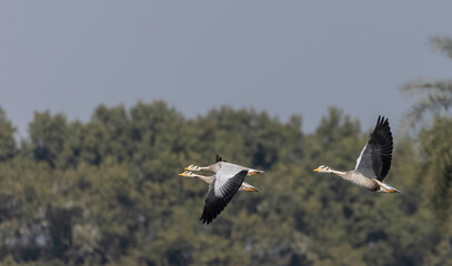 Bar-headed goose duck (Anser indicus) flying in sky.