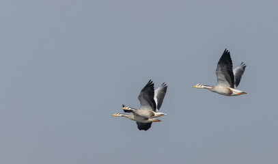 Bar-headed goose duck (Anser indicus) flying in sky.