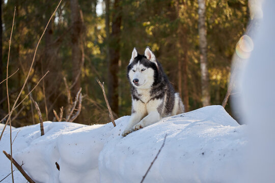 Portrait of siberian husky dog in winter forest