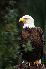 Bald Eagle portrait