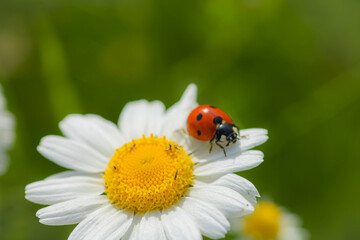 A ladybug  on a chamomile: close-up,  idea of postcard, book, positive quotes 