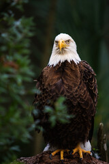 Bald Eagle portrait