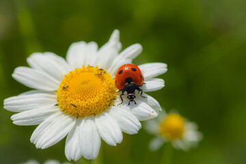 A ladybug  on a chamomile: close-up,  idea of postcard, book, positive quotes 