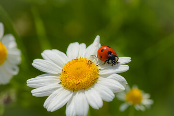 A ladybug  on a chamomile: close-up,  idea of postcard, book, positive quotes  © Bilyana