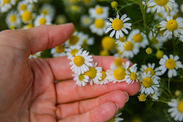 person holding a daisy