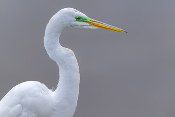 Profile shot of Great white egret.