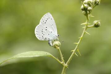 White butterfly on flower